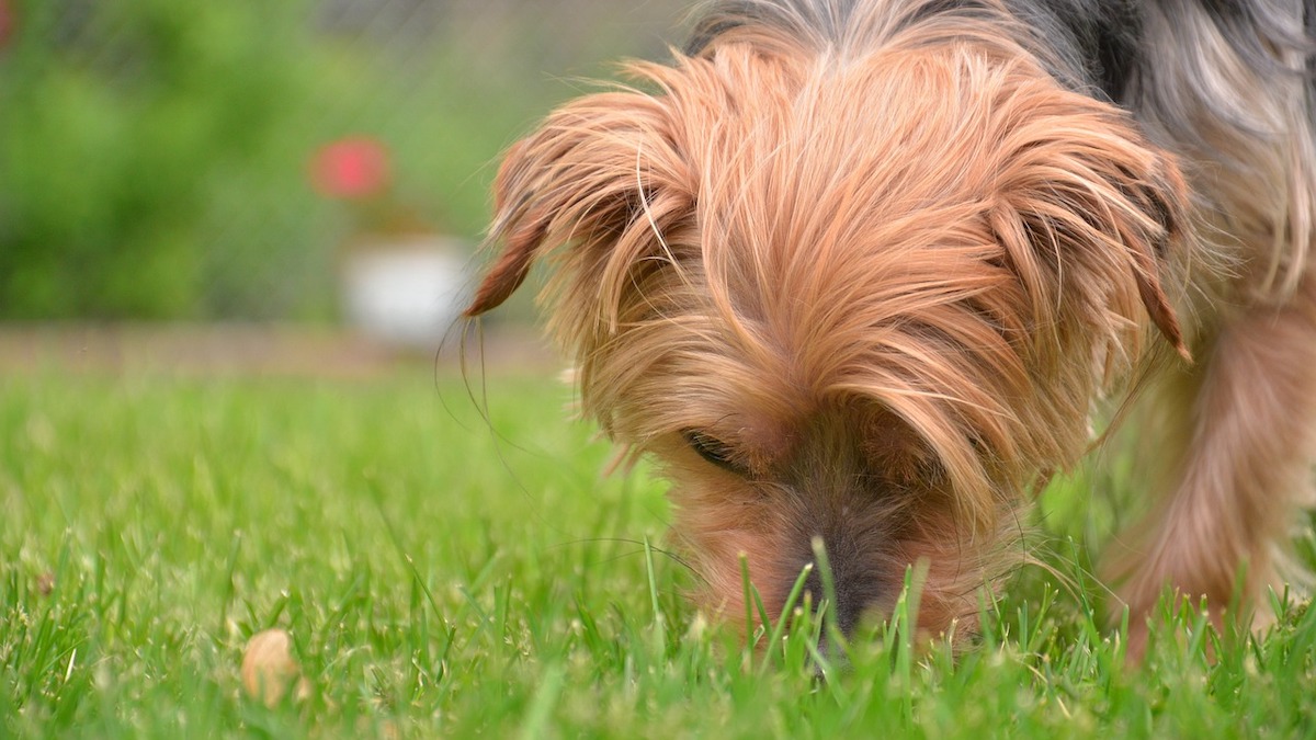 Un cane che annusa il terreno