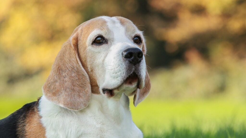 Il cane beagle