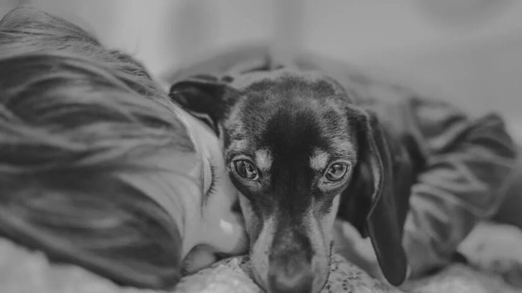 Il cane controlla il bambino quando dorme