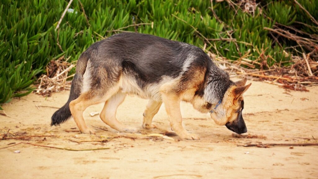 Un cane che annusa a terra