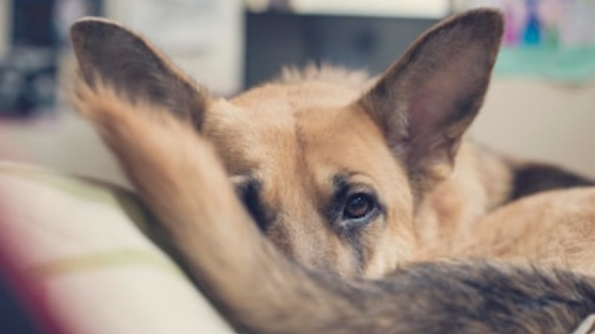 Perché i cani inseguono la propria coda?