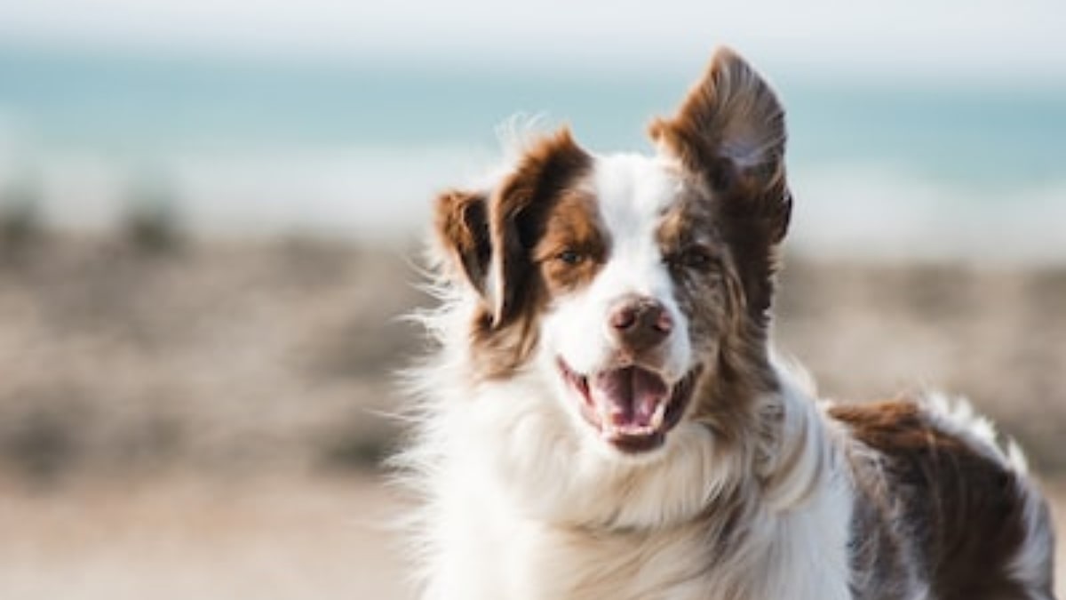 la sofferenza del cane con l'otite