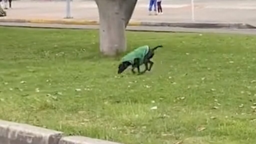 Il cane che effettua le consegne insieme al fattorino