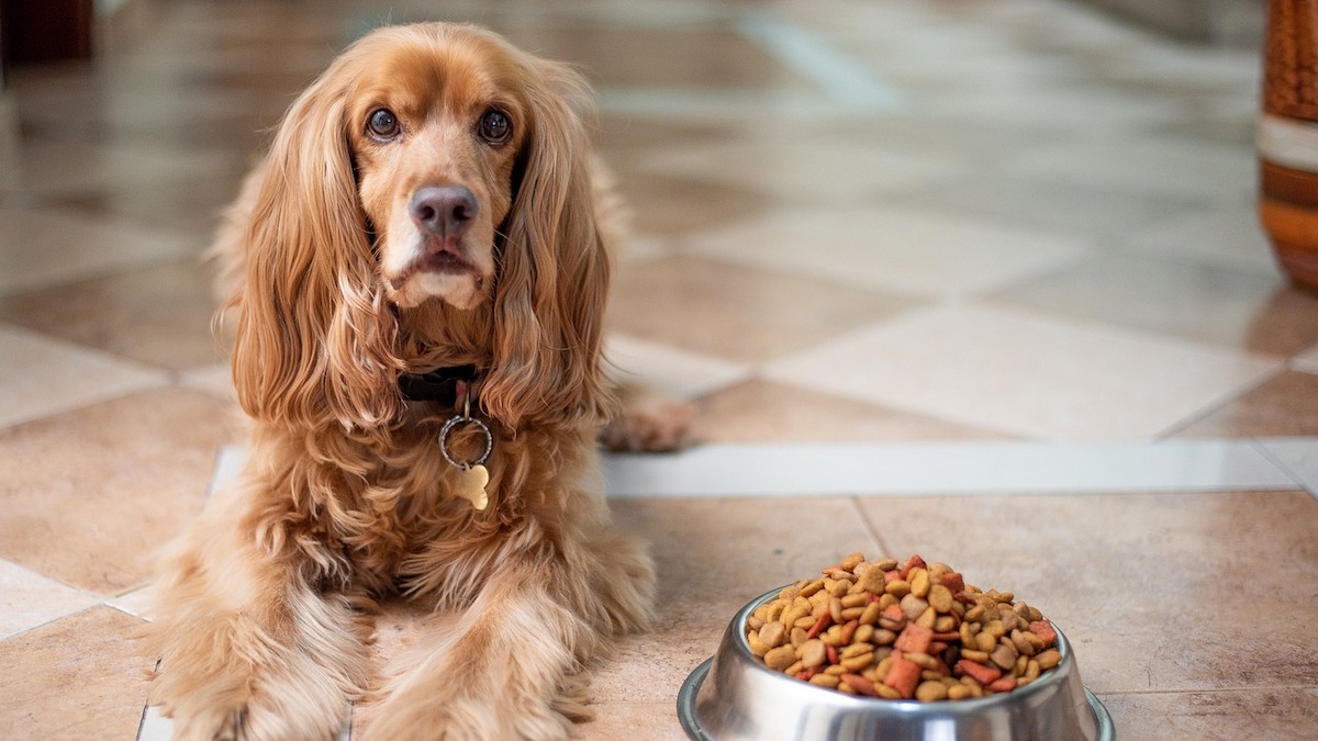 Il cibo preferito dei cani