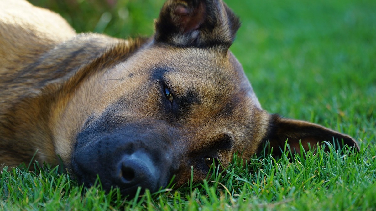 Il cane può mangiare i fagiolini?