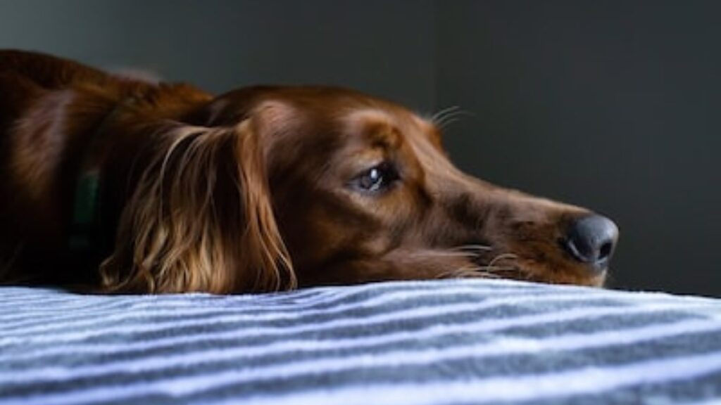 gli atteggiamenti del cane quando hanno mal di pancia