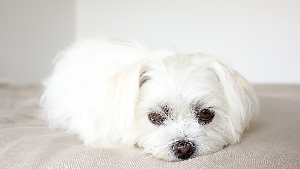 La razza di cane maltese