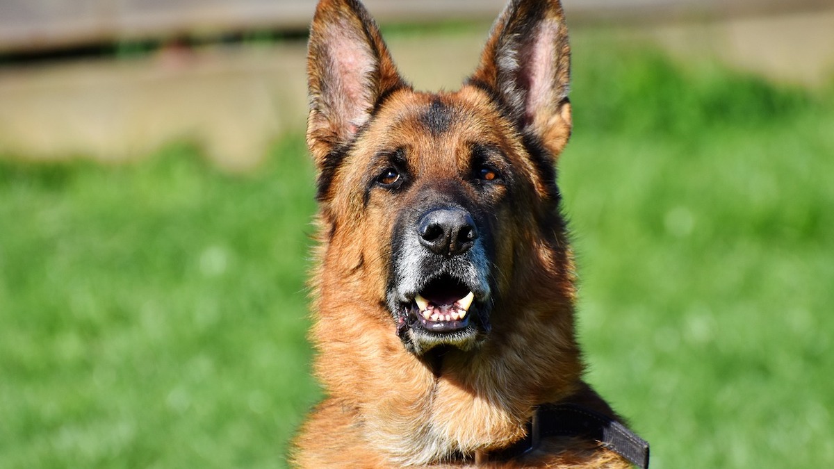 Un cane pastore tedesco