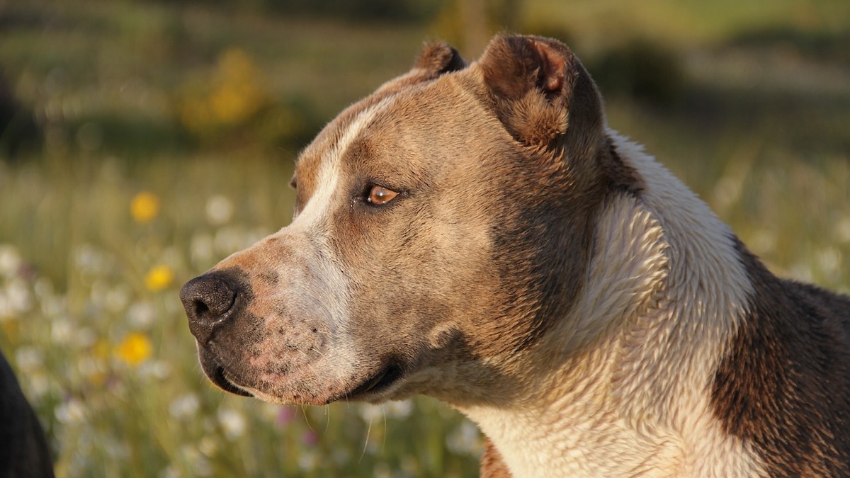 Il cane pitbull