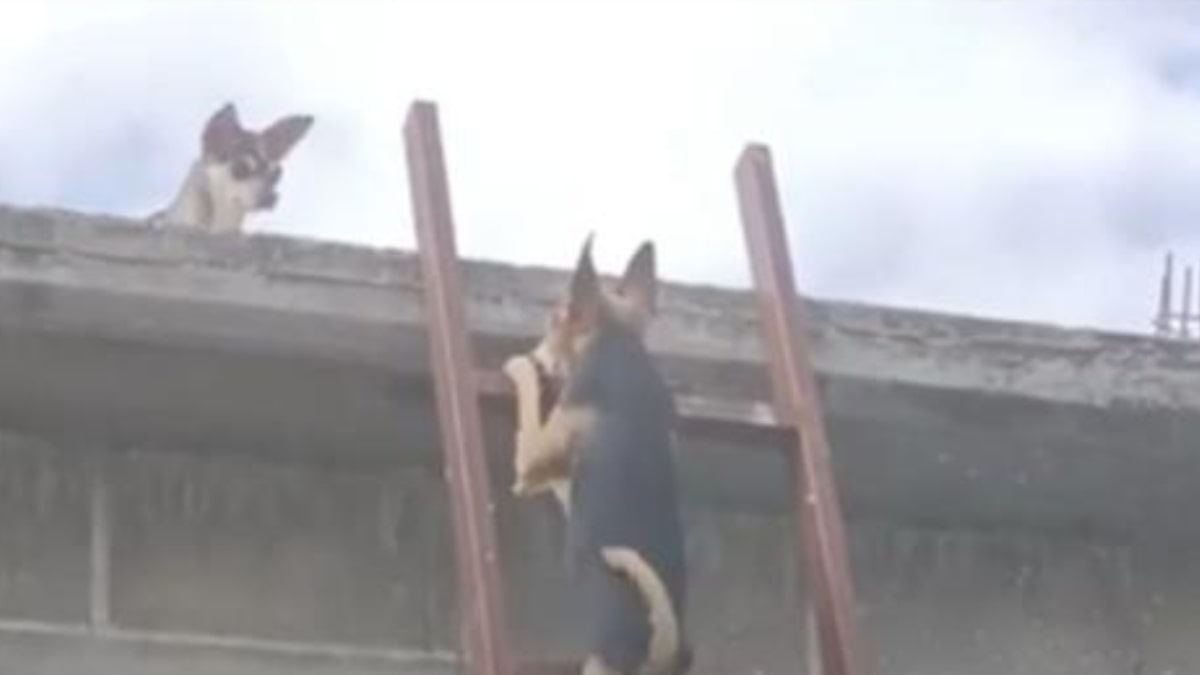 cagnolino si arrampica sul tetto per salutrare la fidanzata