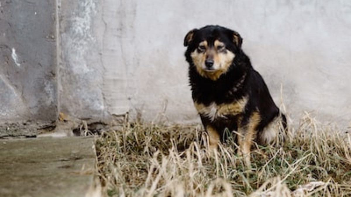 il cane ha mal di pancia: ecco i suoi atteggiamenti