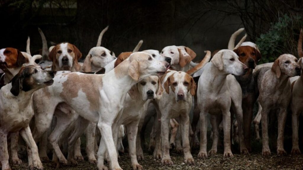 Per quale motivi i cani si annusano a vicenda?