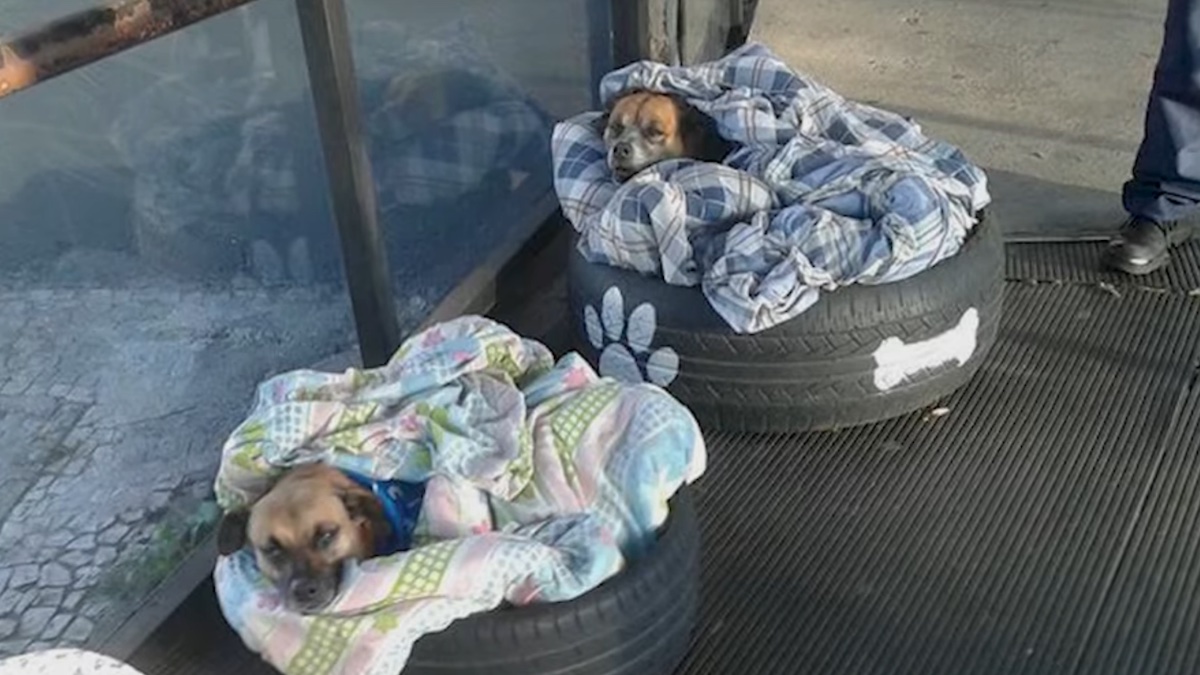 Una casa per i cani alla stazione degli autobus