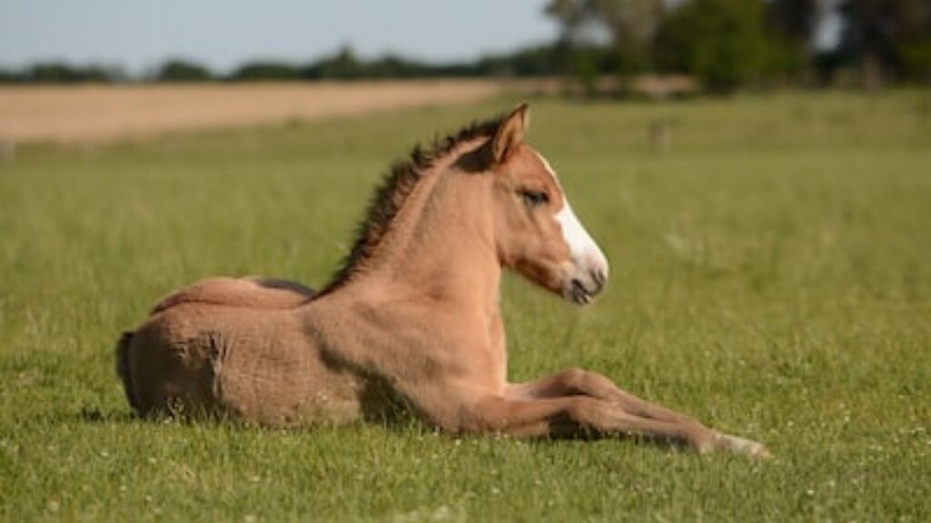 Il cavallo domestico: carattere e aspetto