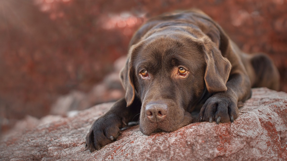 Il cioccolato cibo vietato per i cani