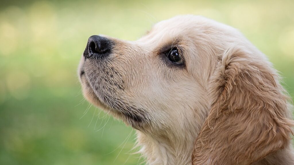 Il fegato nell'alimentazione dei cani