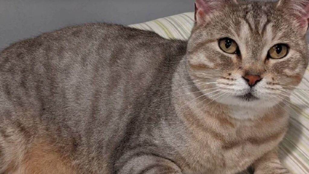 Le caratteristiche del gatto American bobtail