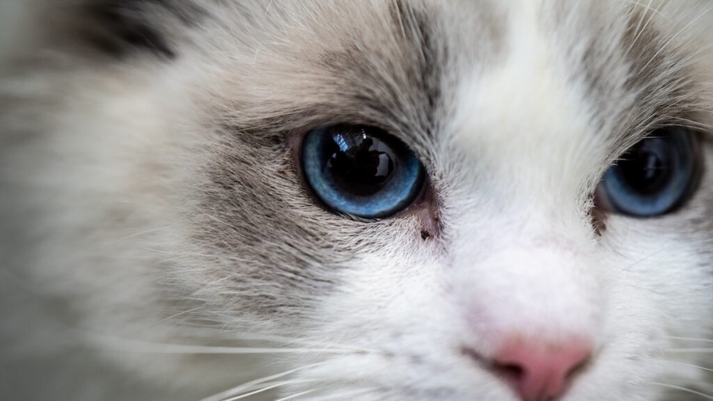 La razza di gatto ragdoll