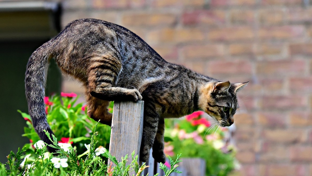 Quanto può saltare un gatto?