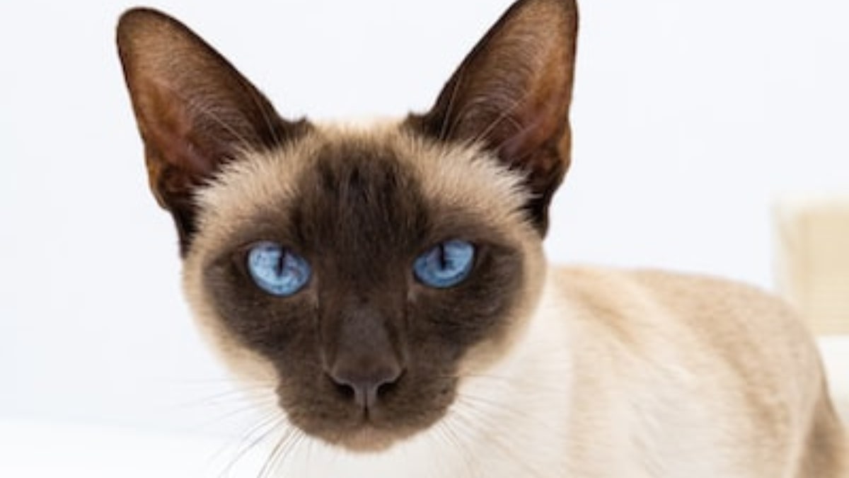 le caratteristiche del gatto siamese