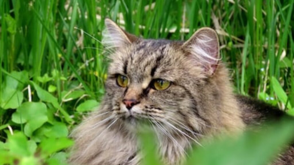 Le caratteristiche del gatto siberiano