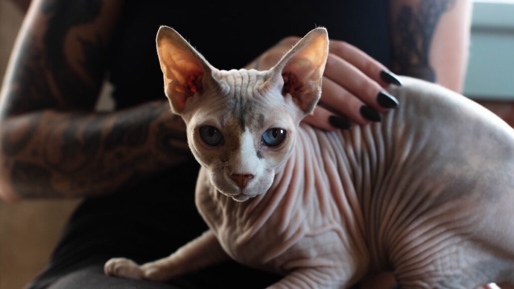 Il gatto sphynx è privo di pelo