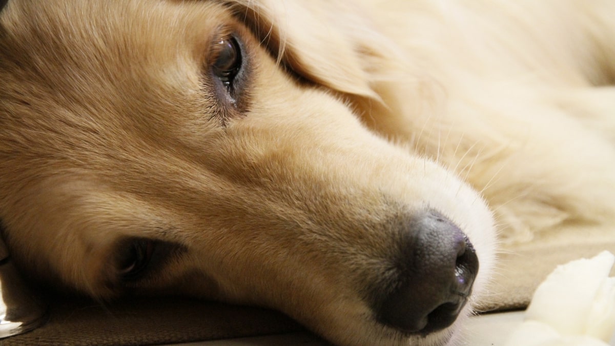 La storia del Golden retriever che si commuove quando rivede il padrone dopo mesi