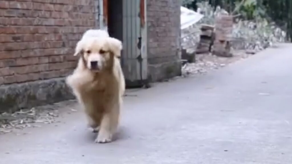 Il golden retriever che aiutava una donna