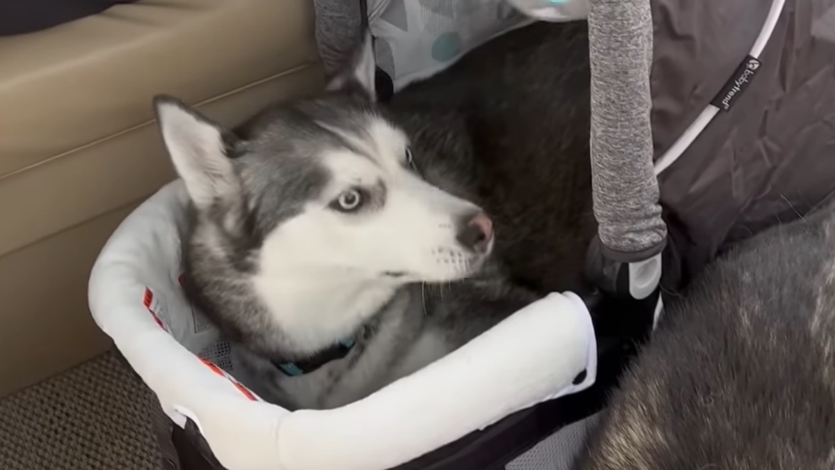 Il cane husky Denali protagonista di una divertente storia