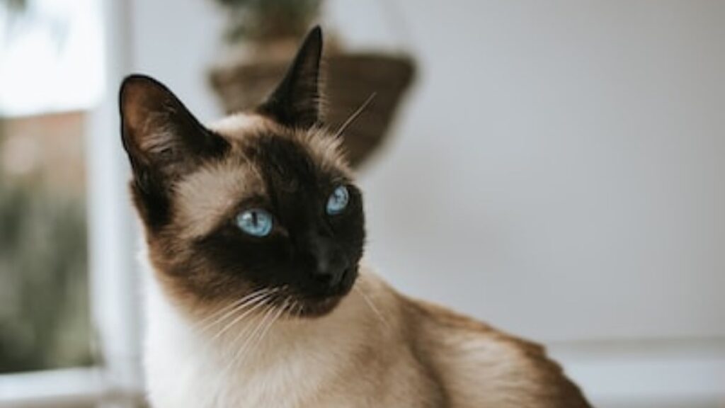 il gatto siamese le caratteristiche