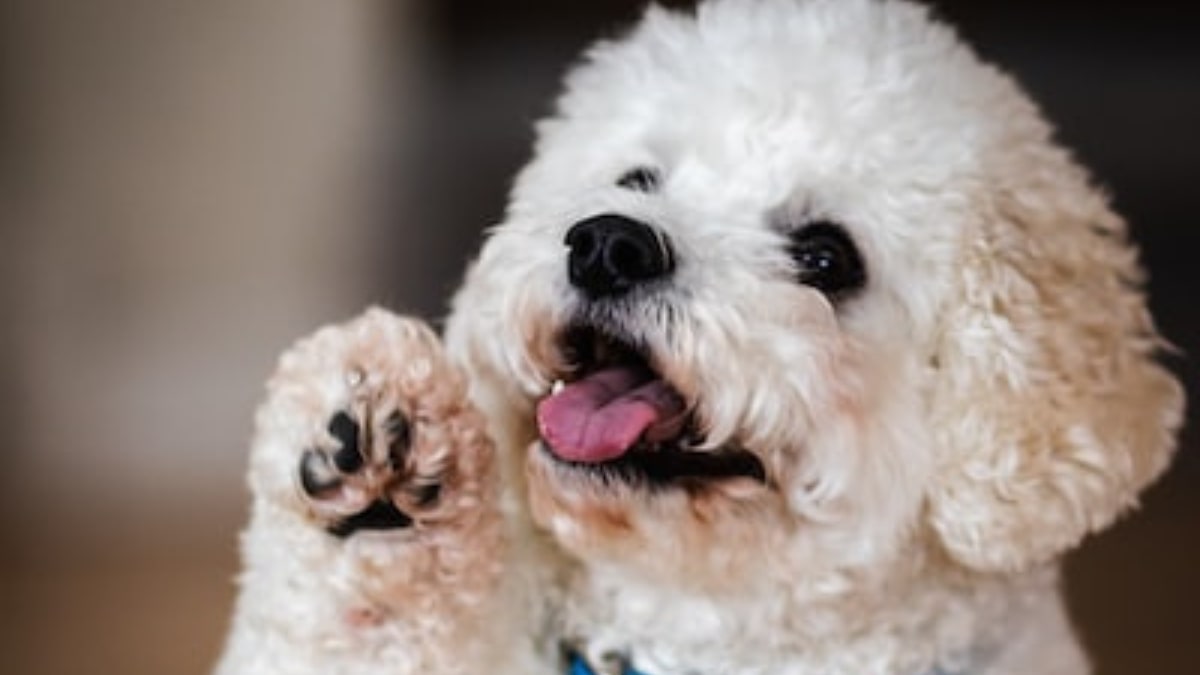 Il cane che si lecca le zampe