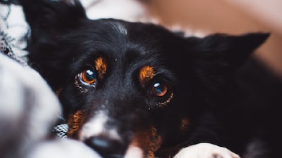 Il cane comunica con il suo sguardo