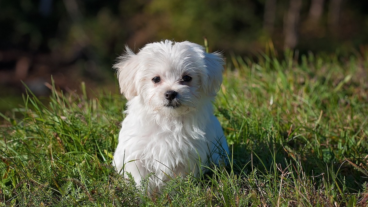 Il cane maltese