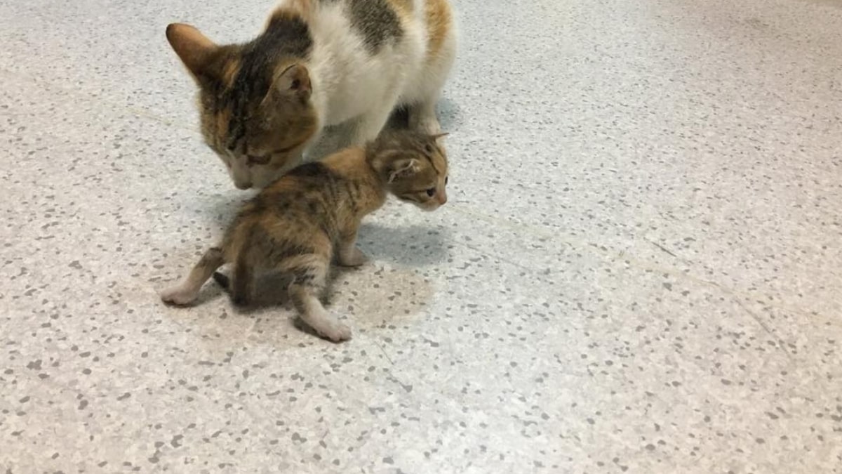 Mamma Gatta porta il suo piccolo all'ospedale