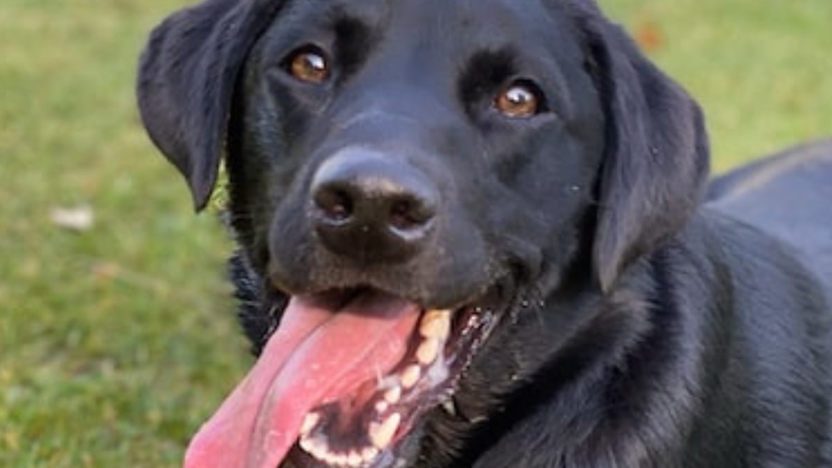 Negro, il cane che ama fare colazione al bar