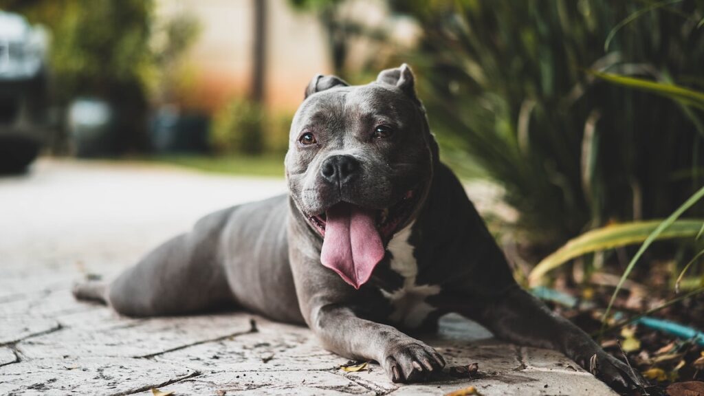 Il pitbull è un cane pericoloso o è una credenza?