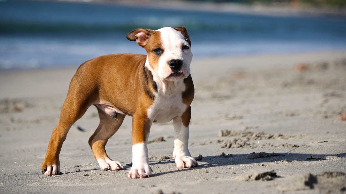 Un cane pitbull