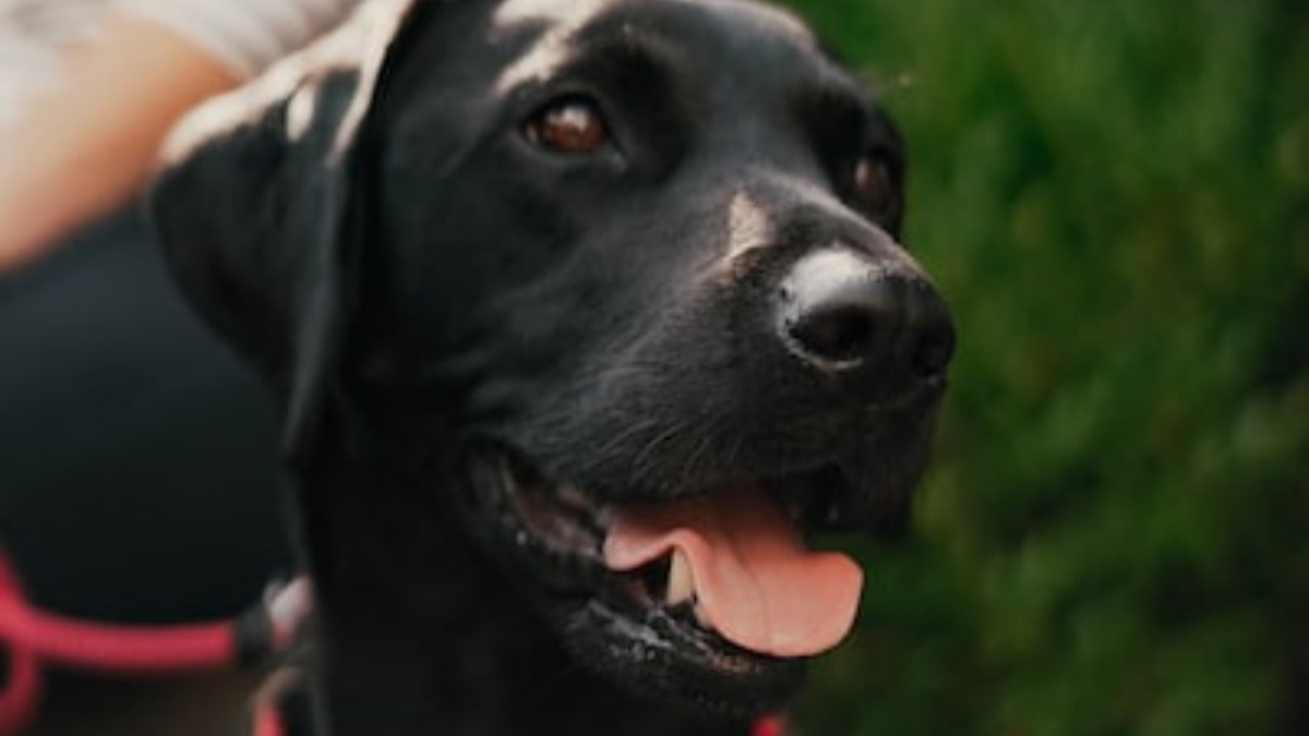 Il labrador Polo Fiuta le malattie