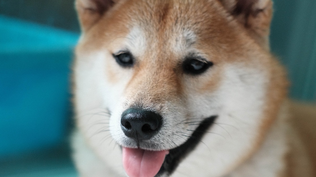 La razza di cane Shiba