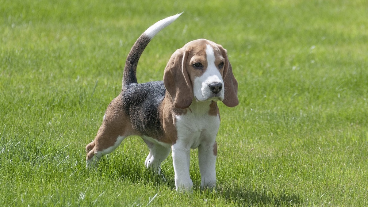 La razza di cane beagle