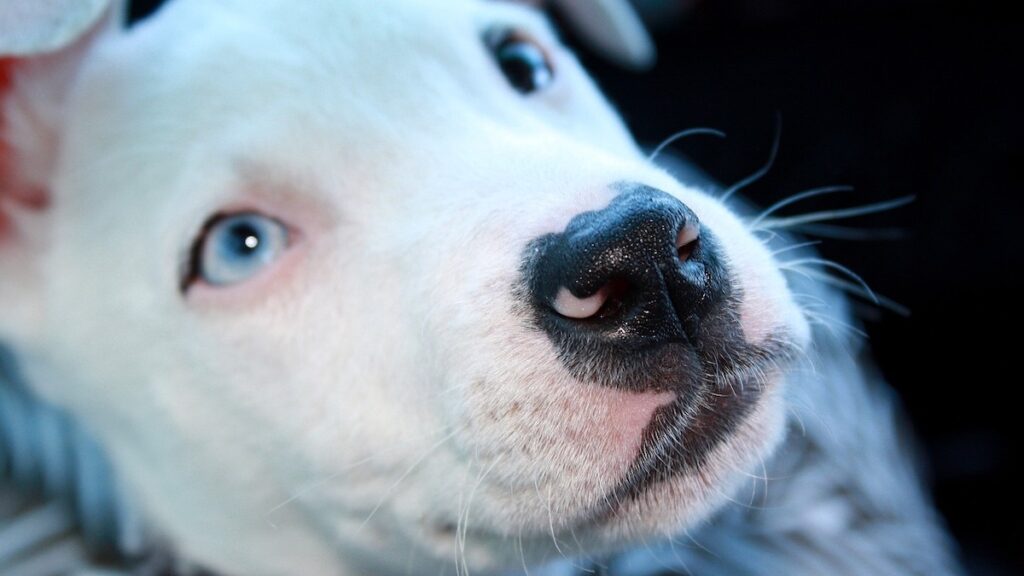 La razza di cane pitbull