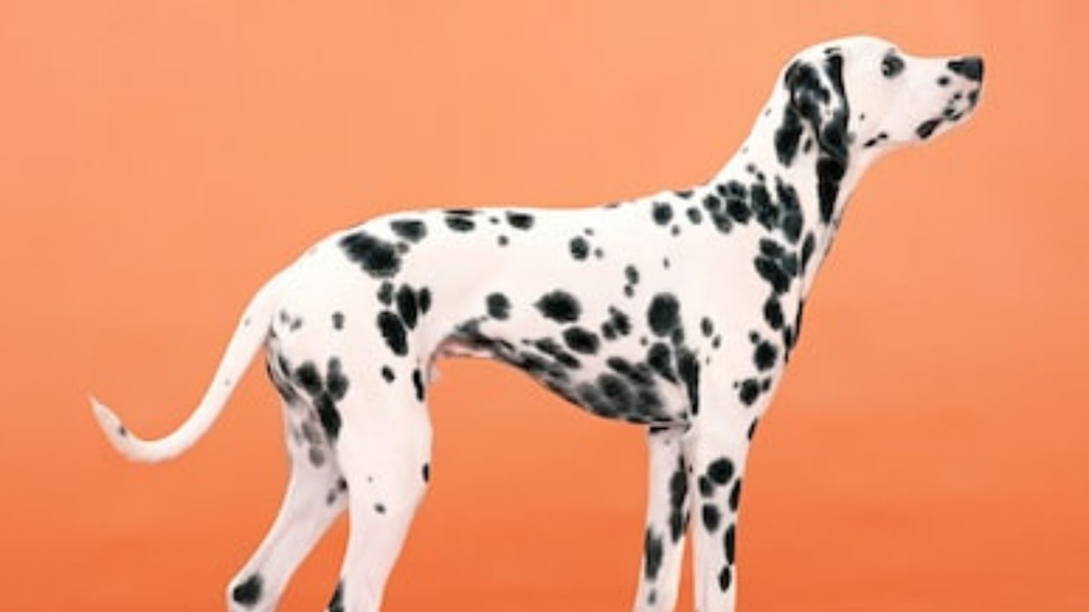 le caratteristiche del dalmata