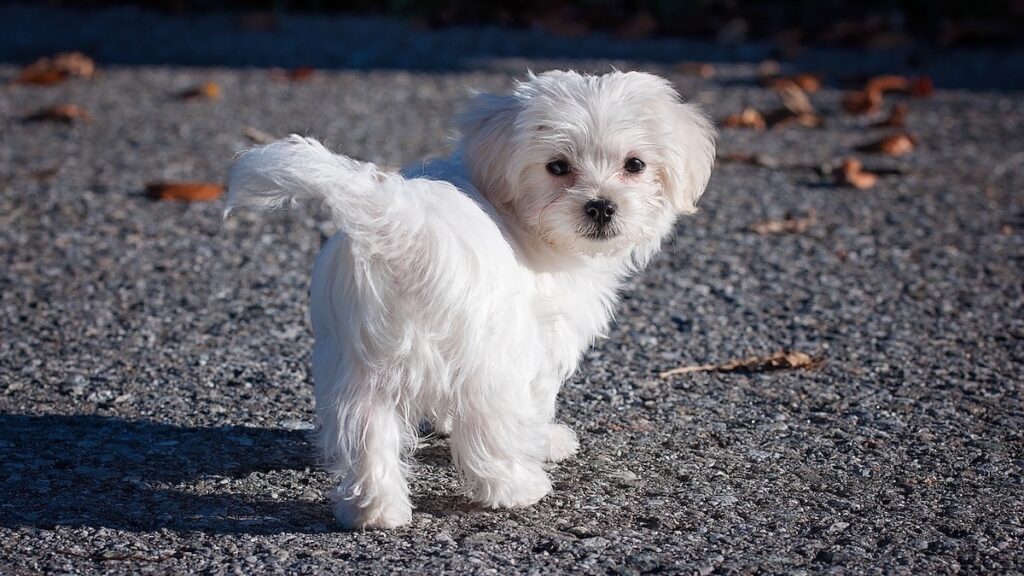 La razza di cane maltese