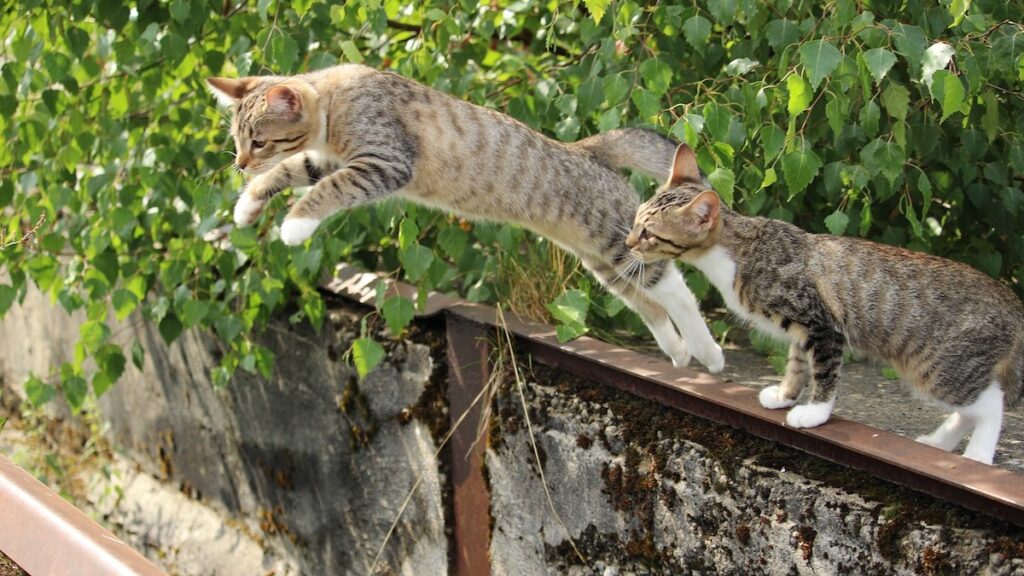 Il salto del gatto