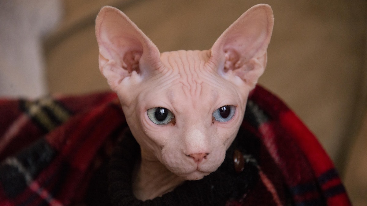 La razza di gatto sphynx