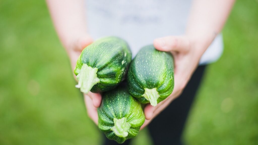 Le zucchine per i cani