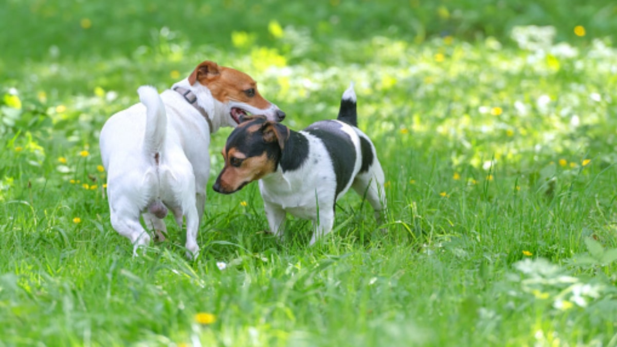 Età accoppiamento cane maschio