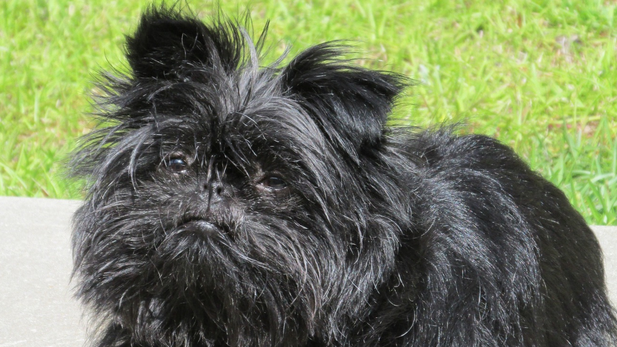 Affenpinscher