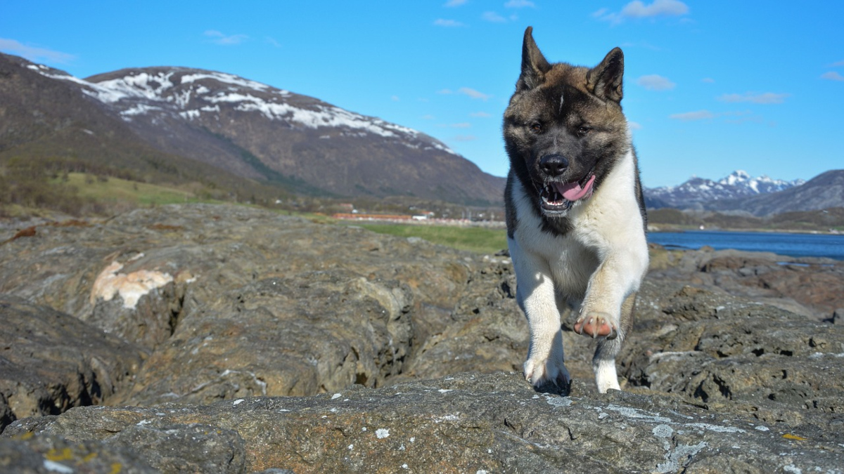 Akita americano