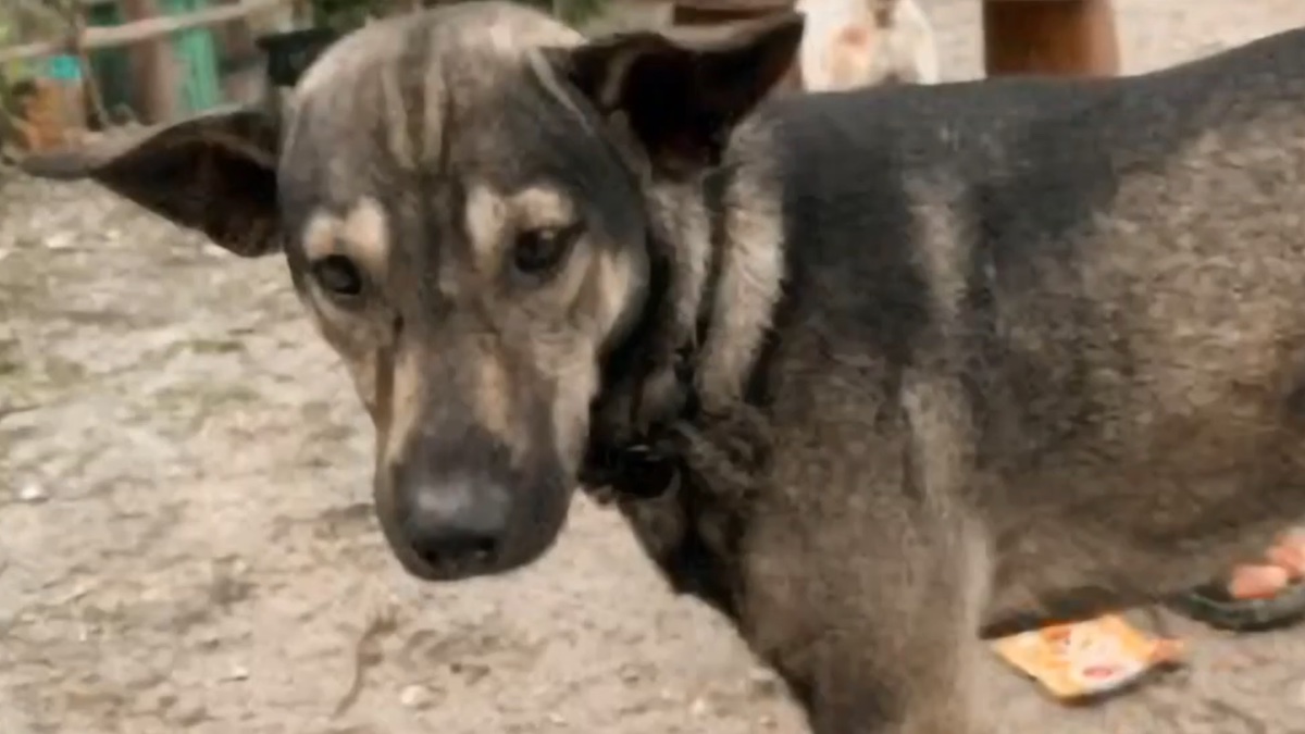 Il cagnolone Blacky